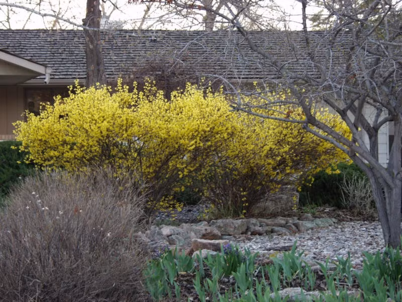 Khóm mai vàng vực cả một góc vườn. Ảnh: Thetreefarm.