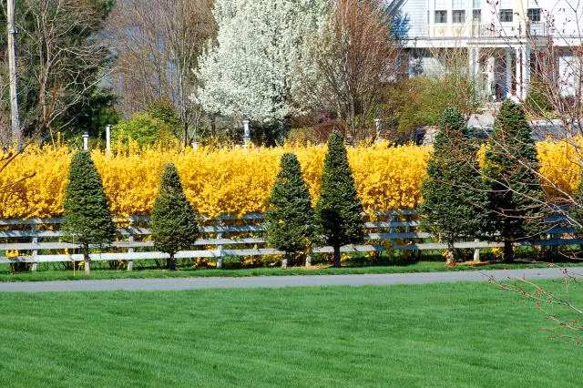 Hoa mai vàng nổi bật giữa vườn cây. Ảnh: About.