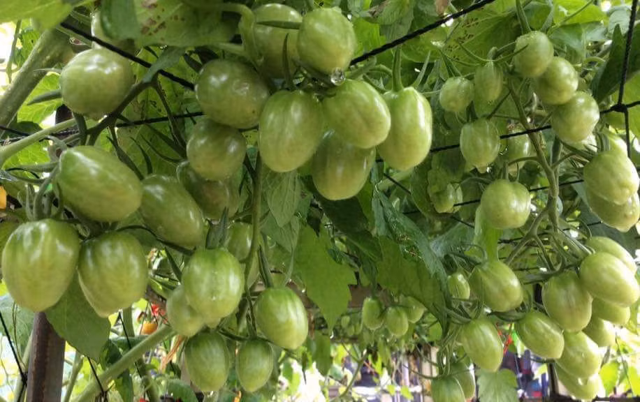 Vườn cà chua trĩu quả trông thích mắt. Ảnh: PLXH.