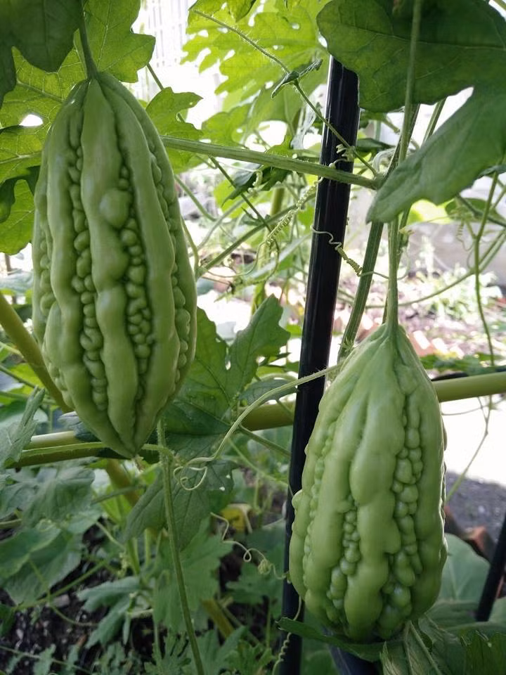 Chị tận dụng mọi khoảng trống bên hông nhà để trồng cây. Chị Hương trồng đủ các loại rau củ quả ở Việt Nam. Ảnh: PLXH.