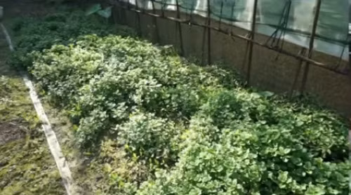 Có khoảng 10 loại rau thơm nhưng nhiều lúc vẫn không đủ cung cấp cho khách hàng. Ảnh: Youtube.