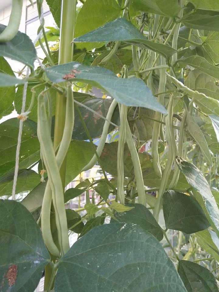 Đậu cove xanh ra trái ăn không kịp. Ảnh: PLXH.