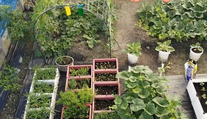 Me tit nhung vuon rau sach cua me Viet tai Dai Loan