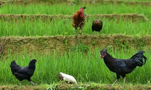 Sau khi tốt nghiệp Cao đẳng Thú y, Vàng A Công trở về quê hương đầu tư hơn 100 triệu đồng mở trang trại gà. Sau mỗi lứa 4 tháng, Công bán 1000 con gà đen, thu về 30 triệu đồng tiền lãi.