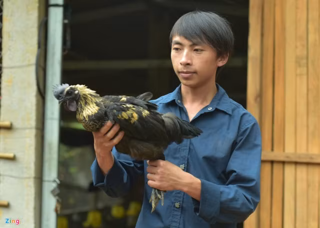 Có quy mô lớn nhất là trang trại của Vàng A Công. Sau khi tốt nghiệp Cao đẳng Thú y ở Thái Nguyên, Công trở về quê đầu tư hơn 100 triệu đồng mở trang trại nuôi 1.000 con gà đen.