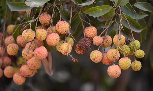 Nguyên nhân chính khiến vải thiều không ra quả và ra không đều là thời tiết. Năm nay quá nắng nóng, ít mưa và lạnh nên vải thiều không thể đậu quả.