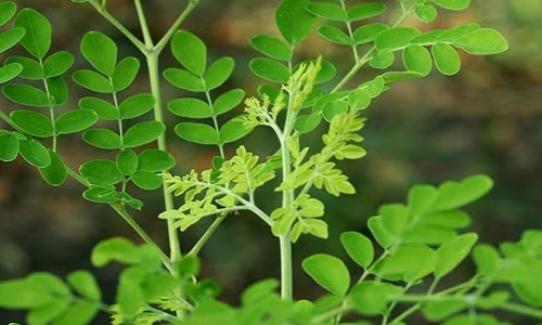 Đó là thông điệp mà bà mẹ trẻ 9x Nguyễn Bích Huệ (Đống Đa, Hà Nội) muốn chia sẻ với các nông dân phố. Đặc biệt là khi nắng nóng của mùa hè đang giảm dần thì đây được xem là thời điểm "vàng" để bạn có thể bắt tay vào trồng và chăm bón cho những chậu, khóm rau chùm ngây được trưởng thành, tươi tốt ngay tại nhà mình.