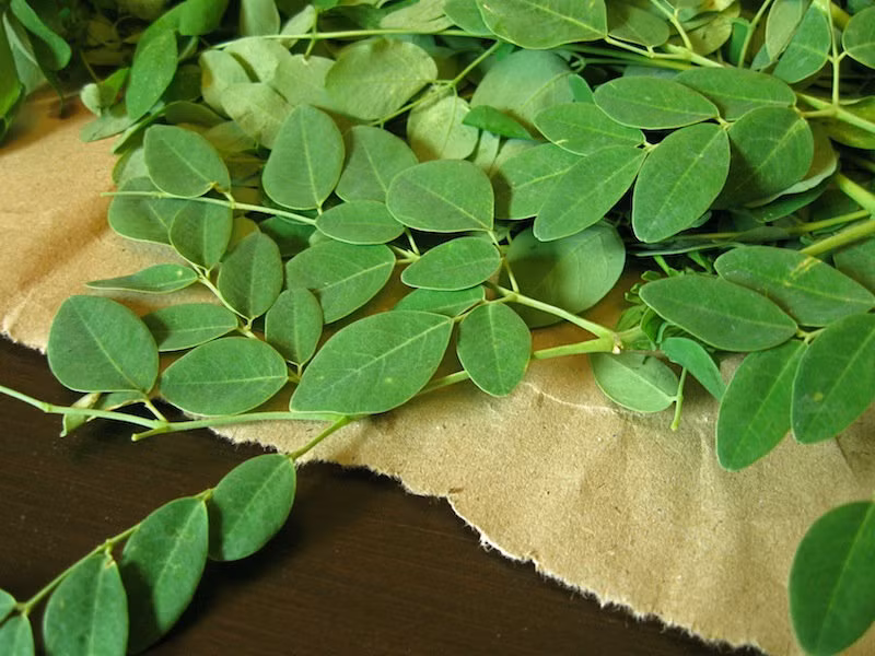 Nếu trồng trong chậu hoặc thùng xốp, bạn lưu ý nên thường xuyên cắt lá, tỉa ngọn để hạn chế độ cao cho cây, giúp cây tạo tán rộng để dễ dàng đặt ở các vị trí như hiên nhà, ban công, sân thượng và tiện lợi hơn cho việc thu hái rau chùm ngây.