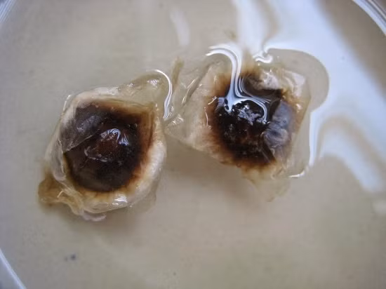 Theo chị Huệ, để trồng được chùm ngây thì tất tần tật cần có 3 bước như sau: Bước 1: Chọn ngâm giống. Nếu bạn mua hạt giống, sau khi mua về bạn cần ngâm hạt giống cây chùm ngây trong nước ấm 24 giờ.