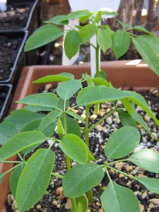 Chùm ngây, hay còn gọi là ba đậu dạị, có xuất xứ từ vùng Nam Á và được trồng nhiều ở cả châu Á và châu Phi với lịch sử hơn 4 ngàn năm. Trong tiếng Anh, cây chùm ngây còn nhiều tên gọi khác nhau vì giá trị dinh dưỡng cao của nó như "cây thần diệu", "cây kỳ quan", "cây vạn năng"... Với đặc điểm vô cùng dễ trồng và lợi thế giúp cung cấp loại rau giàu dinh dưỡng cho cả gia đình, thì không có lý do gì để bạn từ chối việc trồng một vài cây chùm ngây chăm sóc từng bữa ăn cho cả nhà.