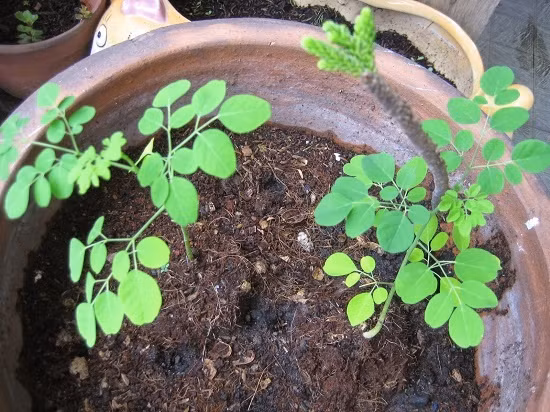 Cũng trong giai đoạn đầu tiên này, mẹ 9x Bích Huệ lưu ý tới các nông dân phố khác, "trong giai đoạn nay bạn nên đào lỗ rộng gấp đôi và sâu gấp đôi trong chậu nhựa, mỗi lỗ đào cách nhau từ 1,5m – 2m. Sau đó, bạn tiến hành cắt đáy, rạch hai bên, nếu được xé toạc lấy chậu và bao ra khỏi lỗ, lưu ý không để phạm vào rễ cái. Đổ một lớp đất xốp trước khi đặt chậu hoặc bao nilon xuống, cuối cùng là phủ, nén lớp đất xốp xung quanh và mặt trên, giữ ẩm 2 – 3 tuần cây sẽ sống khoẻ, đến lúc đó không cần phải thường xuyên tưới nước".