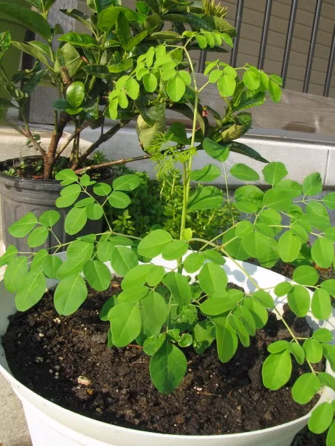 Bước 2: Chăm sóc cây con. Cây chùm ngây chuộng đất ráo nước, nhiều cát, dù là đất xấu cũng dễ mọc, chịu được hạn hán, ưa nắng. Cây hầu như không bị sâu bệnh hại do đó chăm sóc cây không cần điều kiện gì đặc biệt về phân bón và nước tưới. Tuy nhiên cây không chịu được úng ngập và dễ chết nếu không được thoát nước tốt.