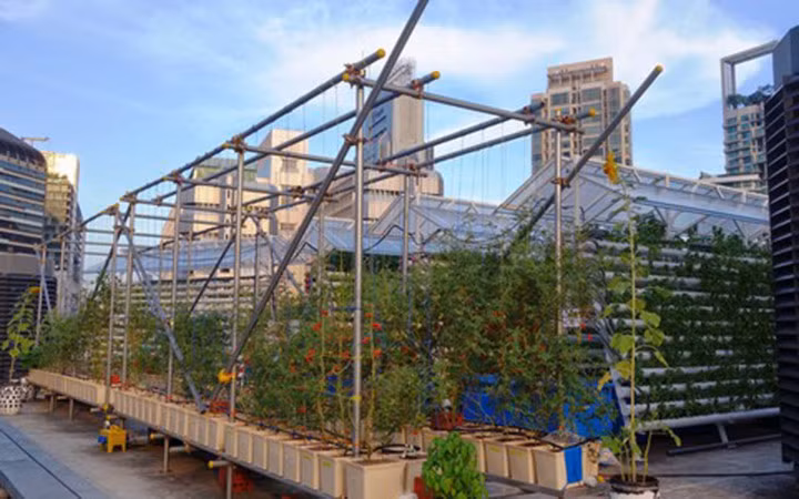 Trang trại rau sân thượng quy mô lớn đầu tiên ở Singapore được thiết lập tại sân thượng của tòa nhà Scape, ngay ở trung tâm của khu Orchard Road. (Ảnh: Việt Nam Net)