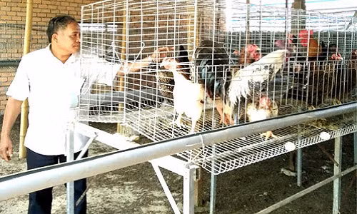 Nuoi 5 nguoi con an hoc thanh tai tu dan ga choi lai