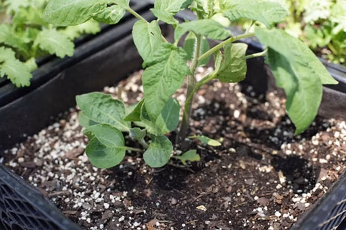 Huong dan trong ca tim qua vua to vua sai luc liu