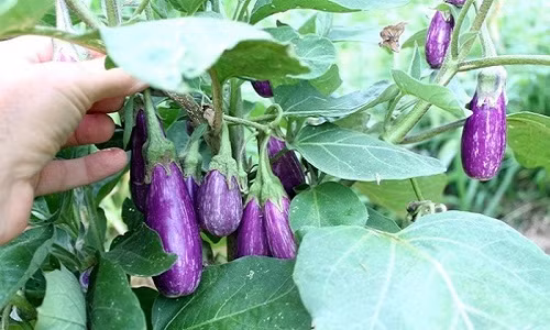 Huong dan trong ca tim qua vua to vua sai luc liu-Hinh-3