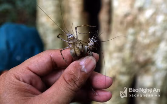Theo đó, không chịu được khói, những con dế rừng nhảy ra khỏi hốc cây và bị tóm. Ảnh: Đào Thọ