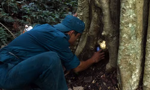 Những hốc quá nhỏ phải soi đèn kiểm tra. Ảnh: Đào Thọ