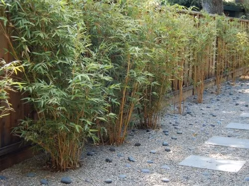 Trồng tre dọc lối đi từ cồng vào nhà giúp không gian sân vườn đẹp tinh tế. Ảnh: Printest.