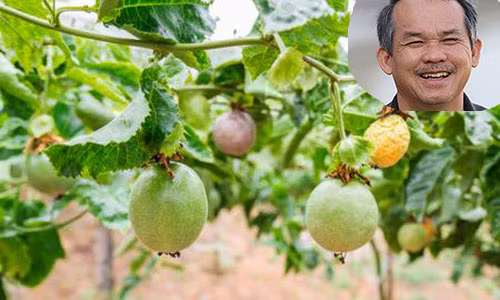 Theo dự kiến, việc trồng chanh leo sẽ thu được 56.250 tấn, mang về doanh thu khoảng 1.050 tỷ đồng trong năm 2017. Ảnh: Dân Việt.