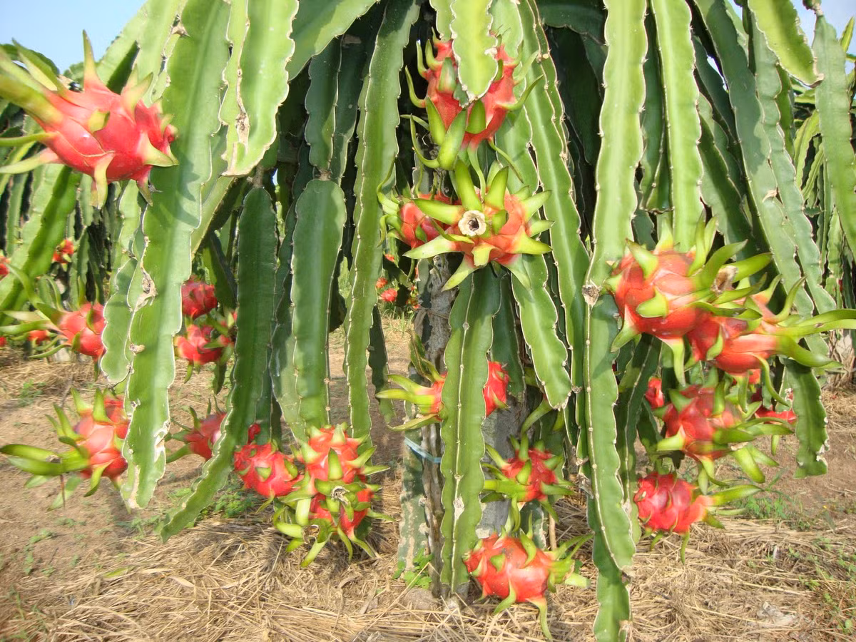 Thanh long dự kiến thu về 17.000 tấn góp phần mang lại doanh thu khoảng 680 tỷ đồng. Ảnh: Chungvisinh.