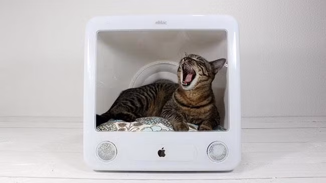 Màn hình iMac hỏng là giường ngủ xinh xắn cho mèo con. Ảnh: News.
