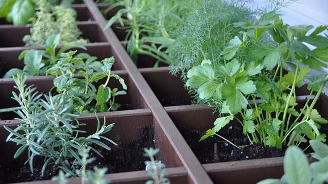 Biến kệ CD không dùng thành khu vườn trồng rau nho nhỏ. Ảnh: News.