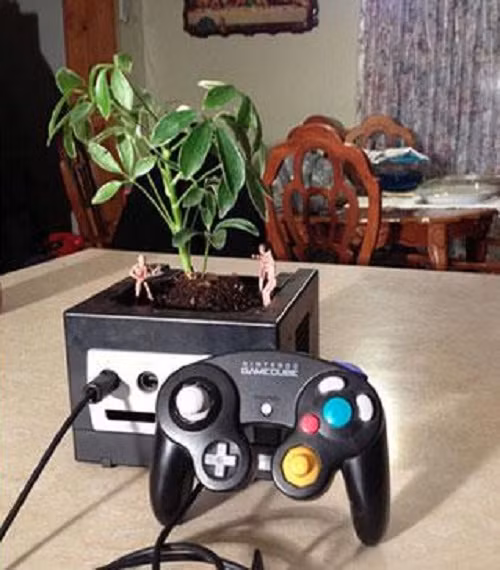 Máy chơi game cũ Nintendo GameCube trở thành chiếc chậu trồng cây cảnh trong nhà xinh xắn. Ảnh: News.
