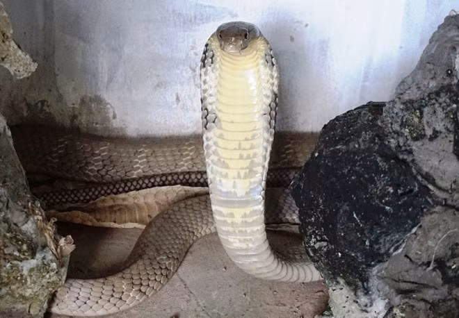 Trung tá Vũ Ngọc Lương – bác sĩ chuyên khoa 1 – Phó giám đốc trại Đồng Tâm cho biết, hiện trại đang nuôi khoảng 200 con rắn hổ mang chúa bố mẹ và nhiều con non từ 3 tháng tuổi đến một năm.