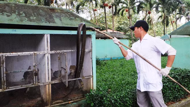 Theo trung tá Lương dù được chăm sóc trong môi trường nuôi nhốt nhưng bản tính thú dữ nên hổ mang chúa vẫn còn, khi thấy có người đến gần rắn sẽ dựng ngược cơ thể phùng mang. Vì vậy việc chăm sóc, cho rắn độc ăn phải hết sức cẩn thận.