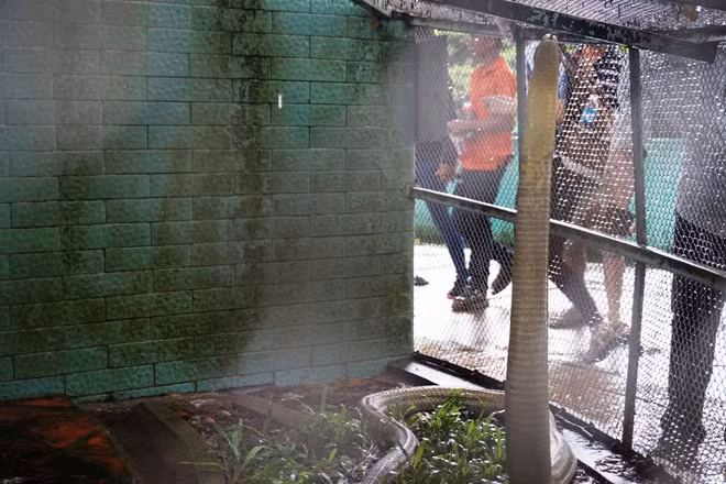 Một con hổ mang chúa trưởng thành có thể tạo ra lượng nọc độc khoảng 400mg, trong đó 1mg nọc độc có thể giết đến 160 người trưởng thành. Một cú cắn của hổ mang chúa có thể giết chết cả động vật lớn như trâu bò và cả voi.