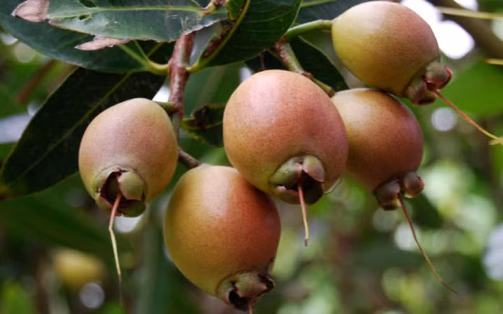 Loại trái này ở miền Tây có nhiều (Ảnh: KT) 