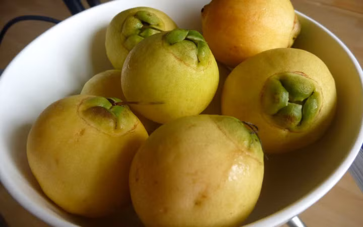 Trái này ít xuất hiện trên thị trường vì không được trồng nhiều như mận (Ảnh: KT) 