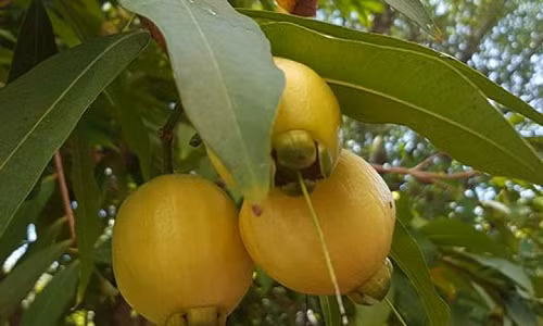  Trái lý miền Tây là loại quả ở "vương quốc trái cây" miền Tây (Ảnh: Hung Pham) 