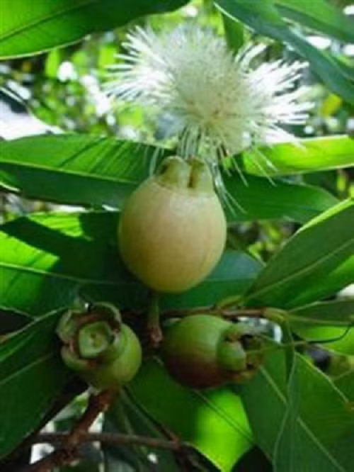 Trước khi kết trái, hoa lý có màu trắng rất đẹp (Ảnh: KT) 