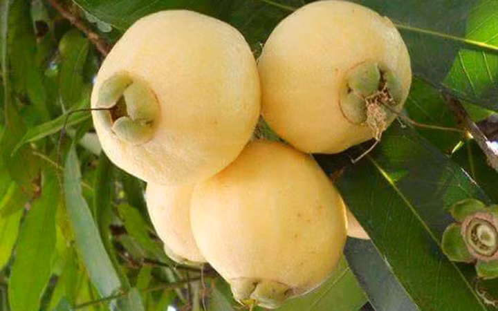 Ngoài ăn ngon, lý còn là một vị thuốc quý, hiếm dùng để chữa trị các bệnh về đường ruột (Ảnh: KT) 