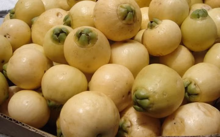 Trái lý là loại quả nhỏ, tròn, có núm hình chuông trông giống như trái lựu, nhưng trái ngọt và rất thơm, tương tự trái mận (Ảnh: KT) 