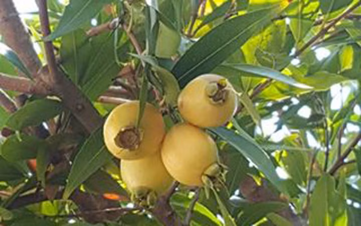 Trái lý trông giống mận nhưng bên trong ít nước hơn (Ảnh: Hung Pham) 