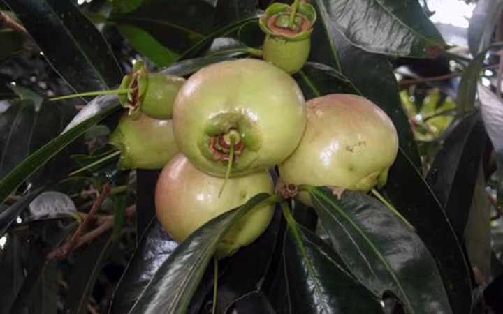 Mùa trái lý thường kéo dài từ tháng 12 đến tháng 4 hàng năm (Ảnh: KT) 