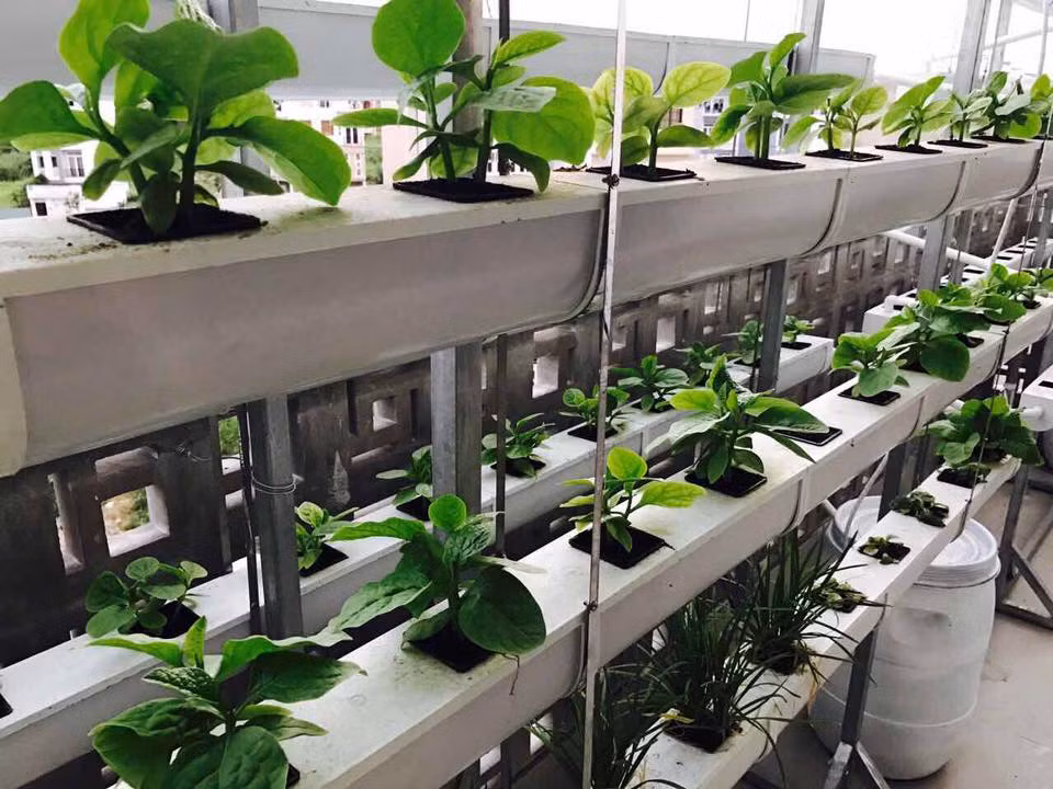 Được biết, vườn rau của Lý Hải - Minh Hà gồm một giàn rau sạch ở sân thượng và vườn rau ở trước nhà.