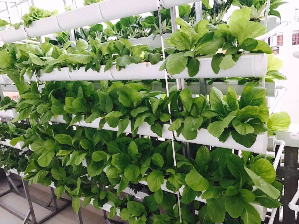 Theo chia sẻ của người đẹp Minh Hà, trồng rau theo kiểu xoay vòng, rau lớn theo từng đợt. Khi đó, mỗi ngày thu hoạch rau không bị già.