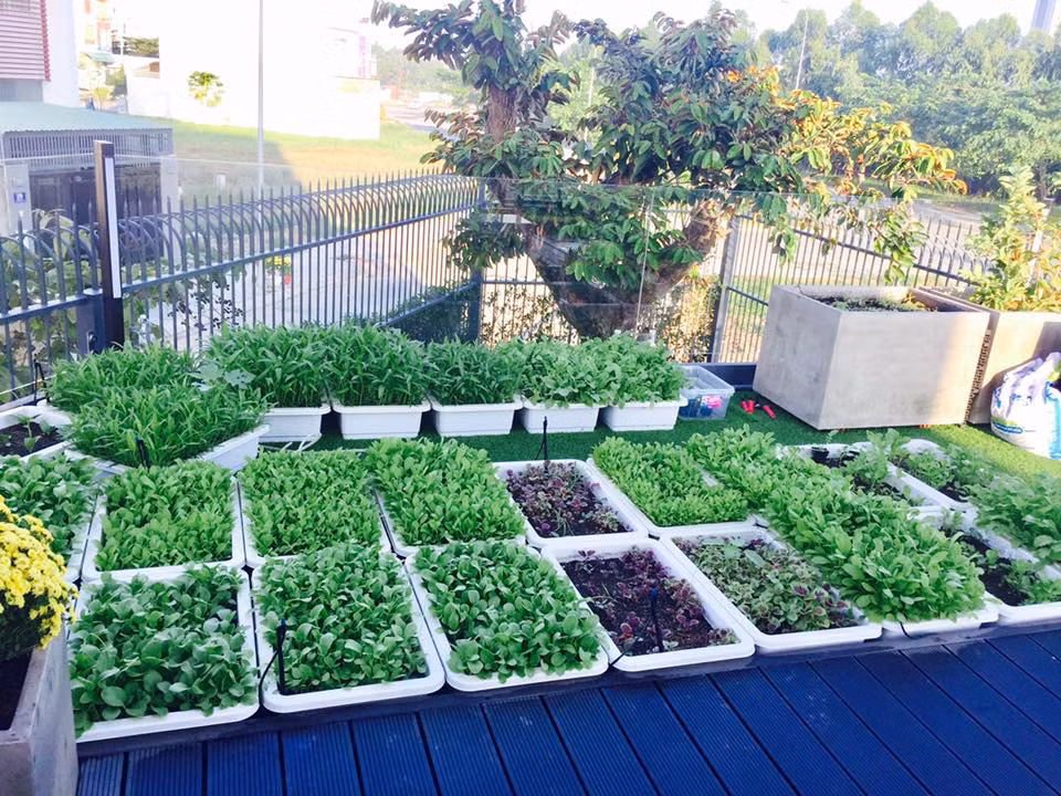 Rau cải xanh mướt sắp đến kỳ thu hái.