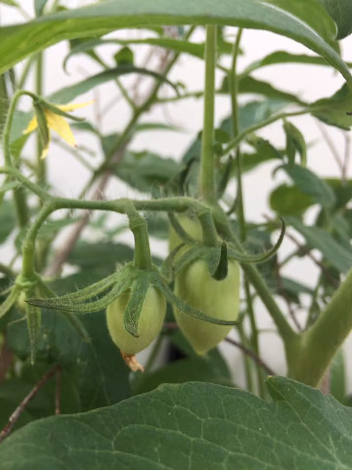 Cà chua bi bắt đầu ra quả.