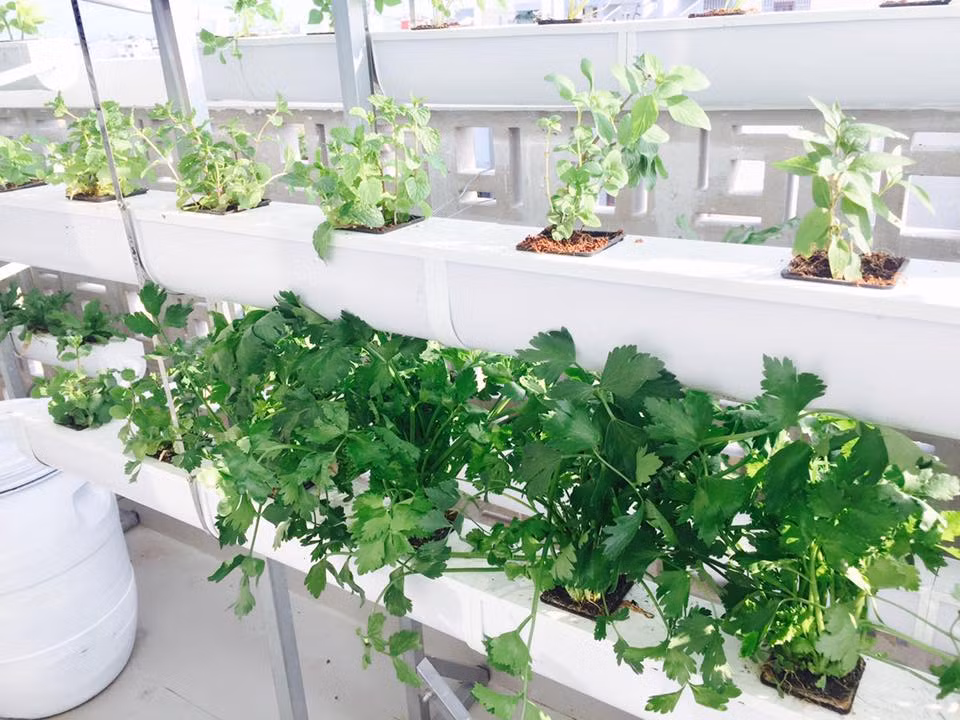 Các loại rau thơm được trồng riêng từng khóm.