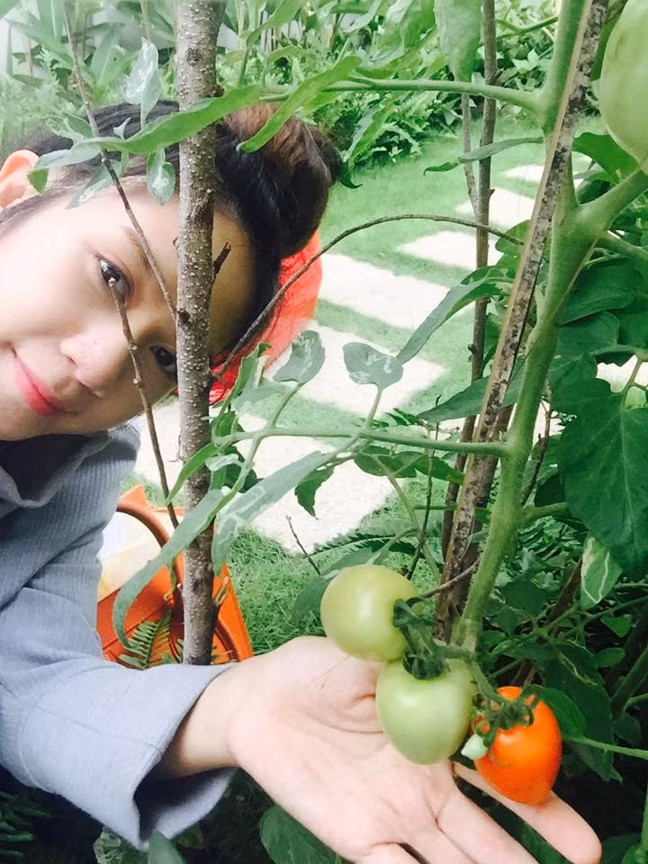 Cà chua trong vườn.