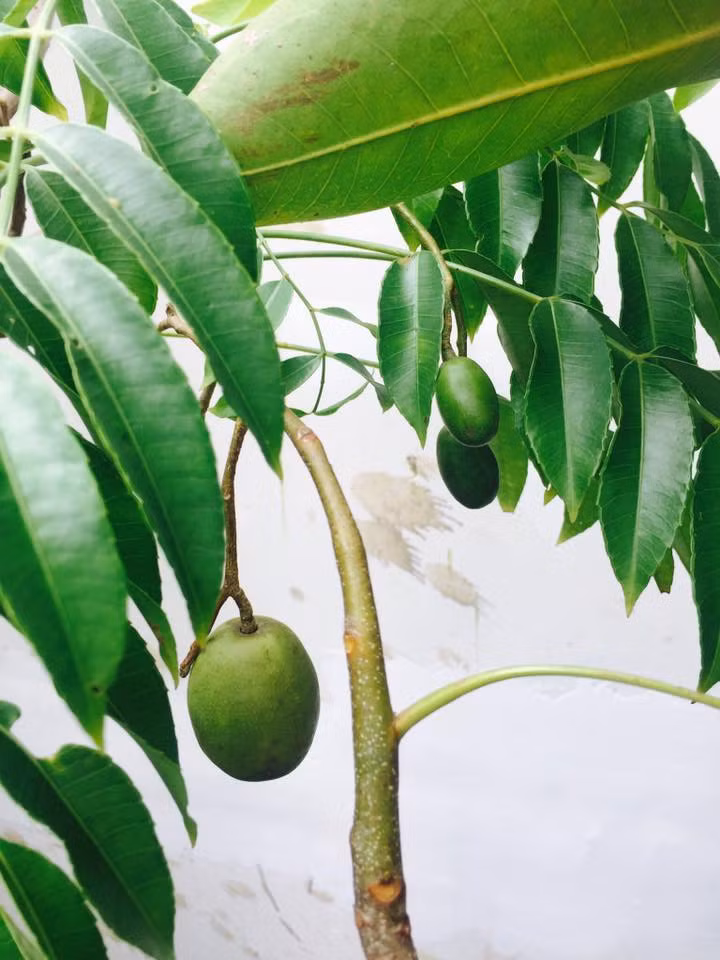 Cây cóc đang kết trái. Nguồn ảnh: Facebook Ly Hai Minh Ha.