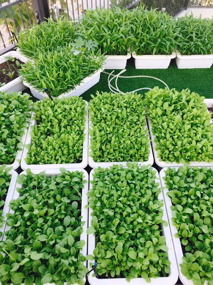 Lúc đầu chưa biết kỹ thuật nên cũng rất khó khăn và khan hiếm rau ăn.