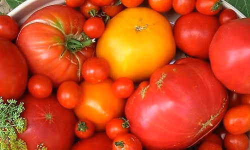 Nếu bạn đã có một cây cà chua, hãy nhân giống cây và có những cây cà chua mới chỉ sau một tuần bằng cách cắt đi những chồi bên của cây cà chua và ươm mầm thành một cây cà chua mới.