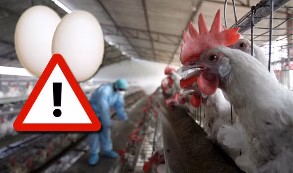 Cơ quan thực phẩm Hà Lan cũng đã yêu cầu 138 trang trại chăn nuôi gia cầm phải đóng cửa sau khi trứng gia cầm của 59 trang trại bị phát có chứa chất Fipronil. Ảnh: Daily Express.