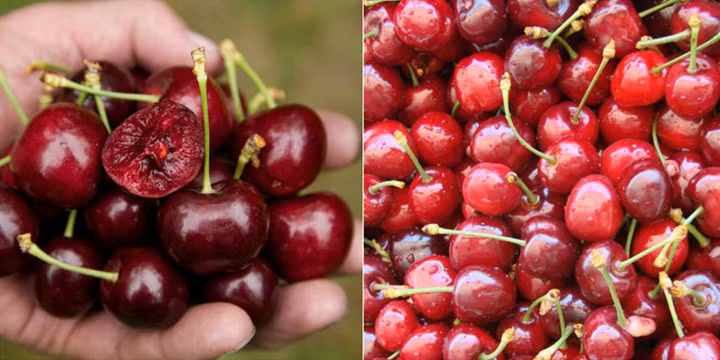 Luu y khong the bo qua khi mua hoa qua “xin” cung ram-Hinh-2